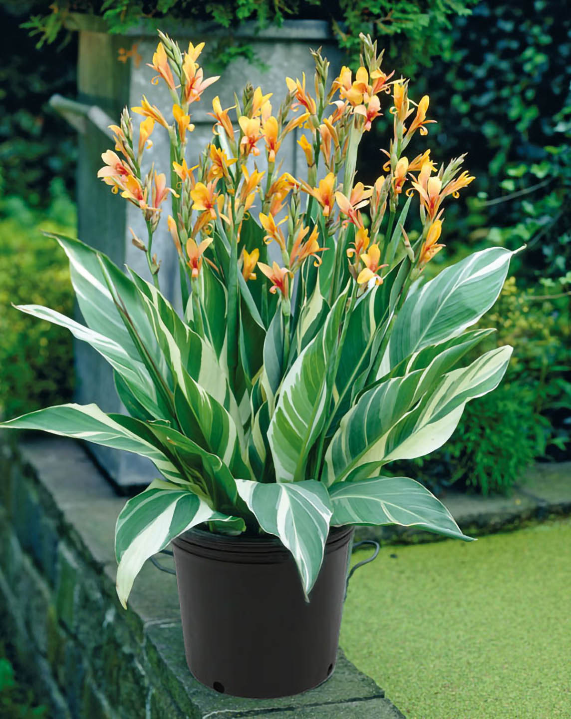 Canna Stuttgart Variegated Plant or Achira,Indian Shot, African Arrowroot with White and Green Mixed coloured leaves and Red and Yellow coloured flower 