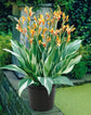 Canna Stuttgart Variegated Plant or Achira,Indian Shot, African Arrowroot with White and Green Mixed coloured leaves and Red and Yellow coloured flower 