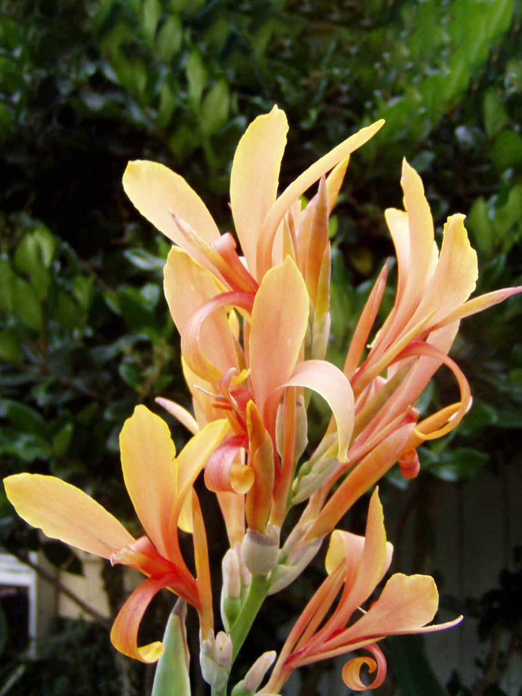 Canna Stuttgart Variegated
