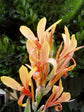 Canna Stuttgart Variegated