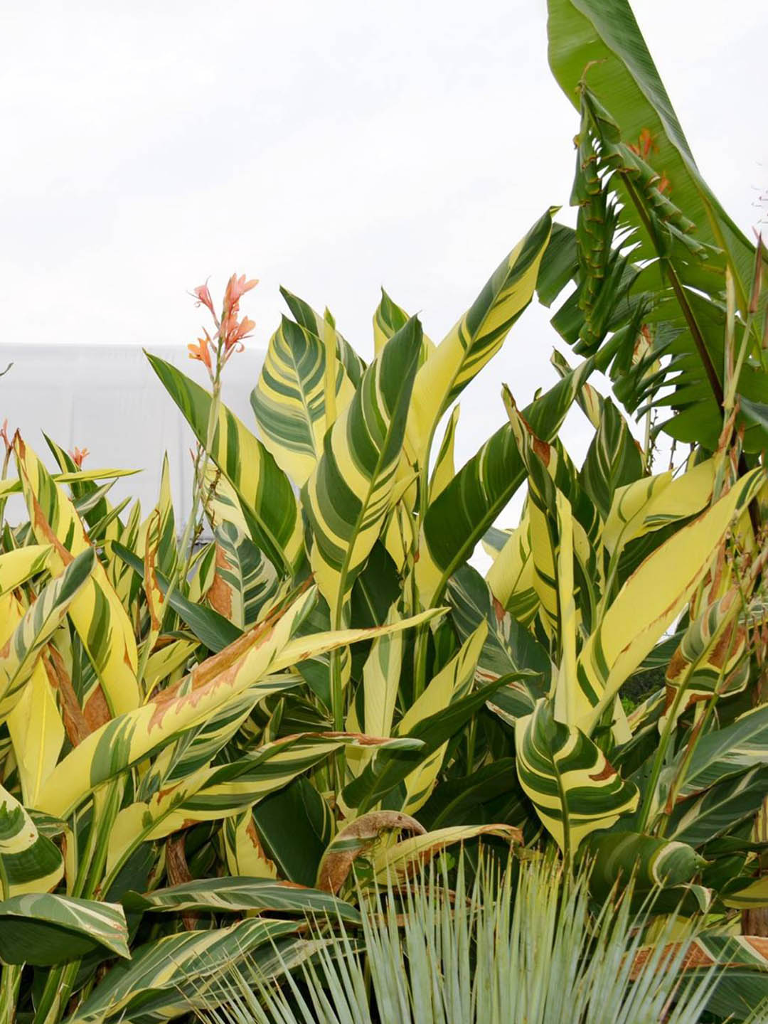 Canna Stuttgart Variegated
