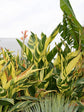 Canna Stuttgart Variegated