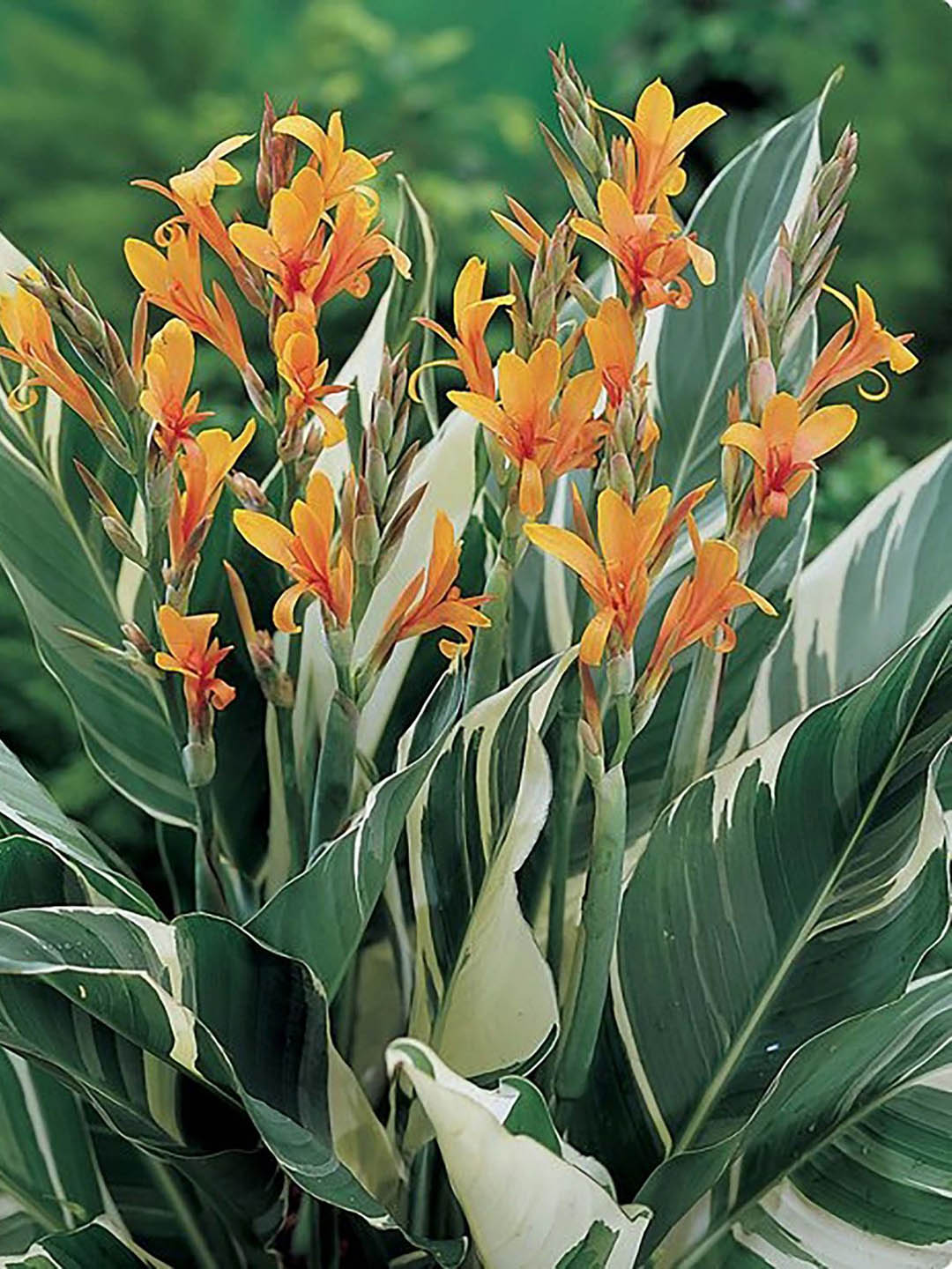 Canna Stuttgart Variegated