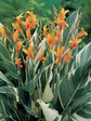 Canna Stuttgart Variegated