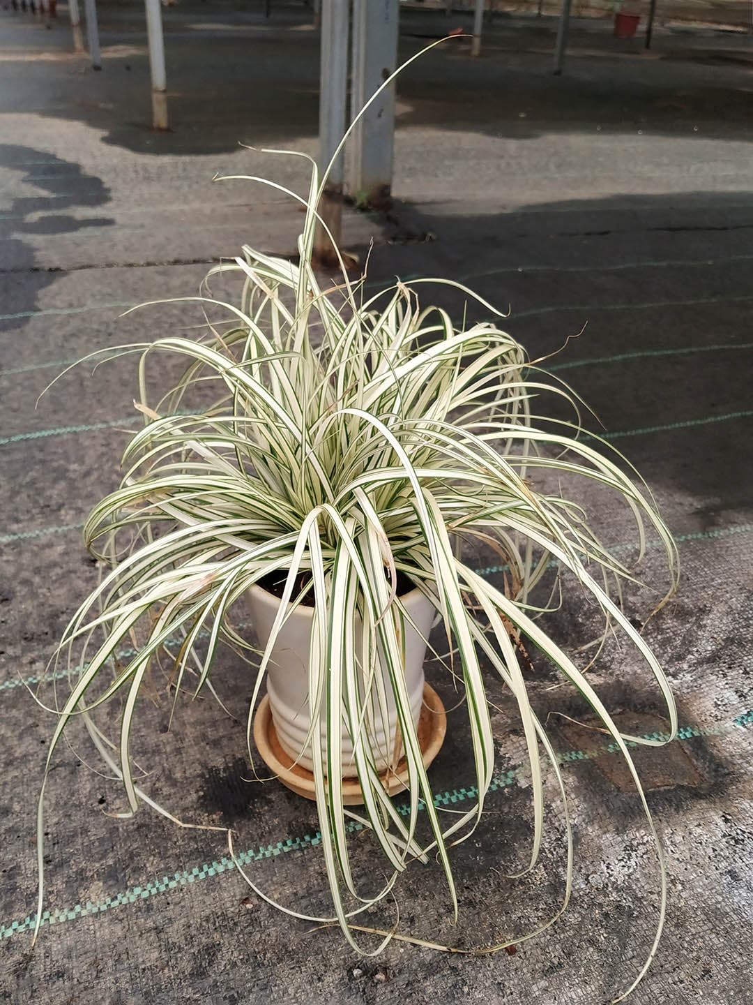 Carex Hachijoensis Plant or Japanese Sedge with Green Border on Creamy White coloured leaves