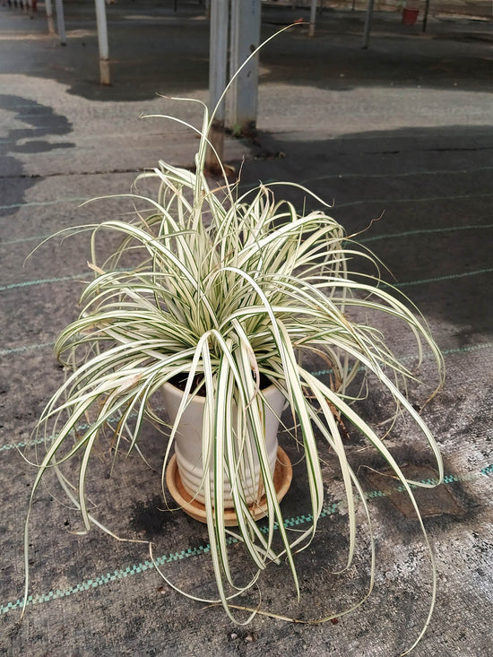Carex Hachijoensis Plant or Japanese Sedge with Green Border on Creamy White coloured leaves