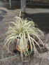 Carex Hachijoensis Plant or Japanese Sedge with Green Border on Creamy White coloured leaves