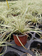 Carex Hachijoensis
