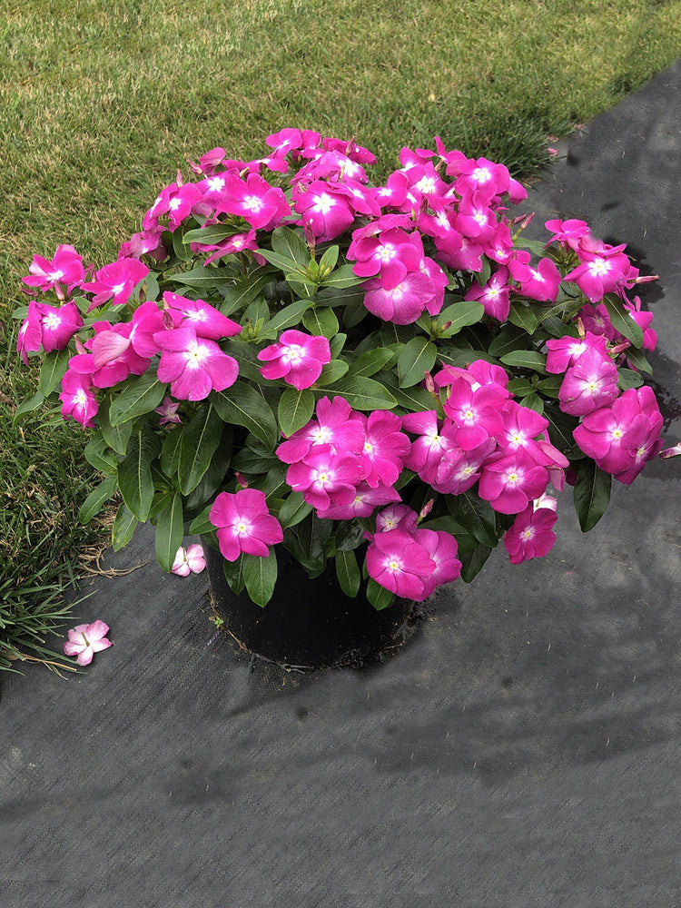 Catharanthus Roseus Orchid Plant or Vinca,Periwinkle with Green coloured leaves and Pink coloured flower 