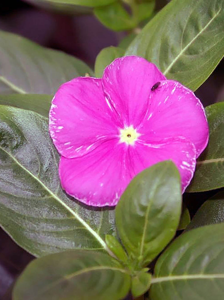 Catharanthus Roseus Orchid 