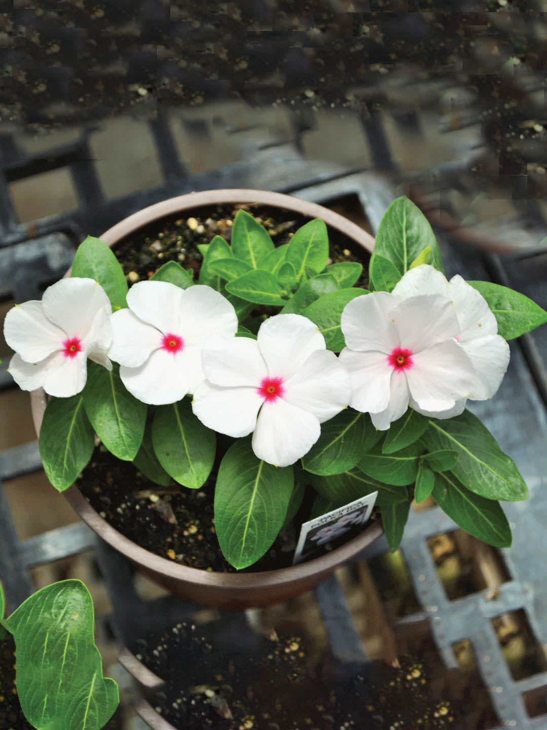 Catharanthus Roseus First Kiss Polka Dot Plant or Vinca,Periwinkle with Green coloured leaves and White coloured flower 