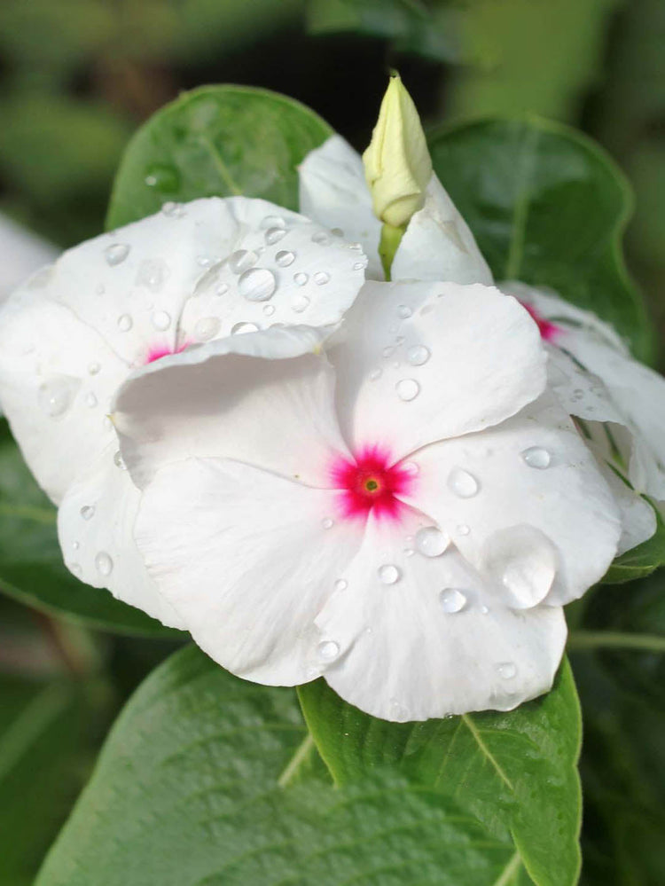 Catharanthus Roseus First Kiss Polka Dot 
