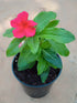Catharanthus Roseus Red Plant or Vinca,Periwinkle with Green coloured leaves and Red coloured flower 