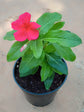 Catharanthus Roseus Red Plant or Vinca,Periwinkle with Green coloured leaves and Red coloured flower 