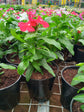 Catharanthus Roseus Red 