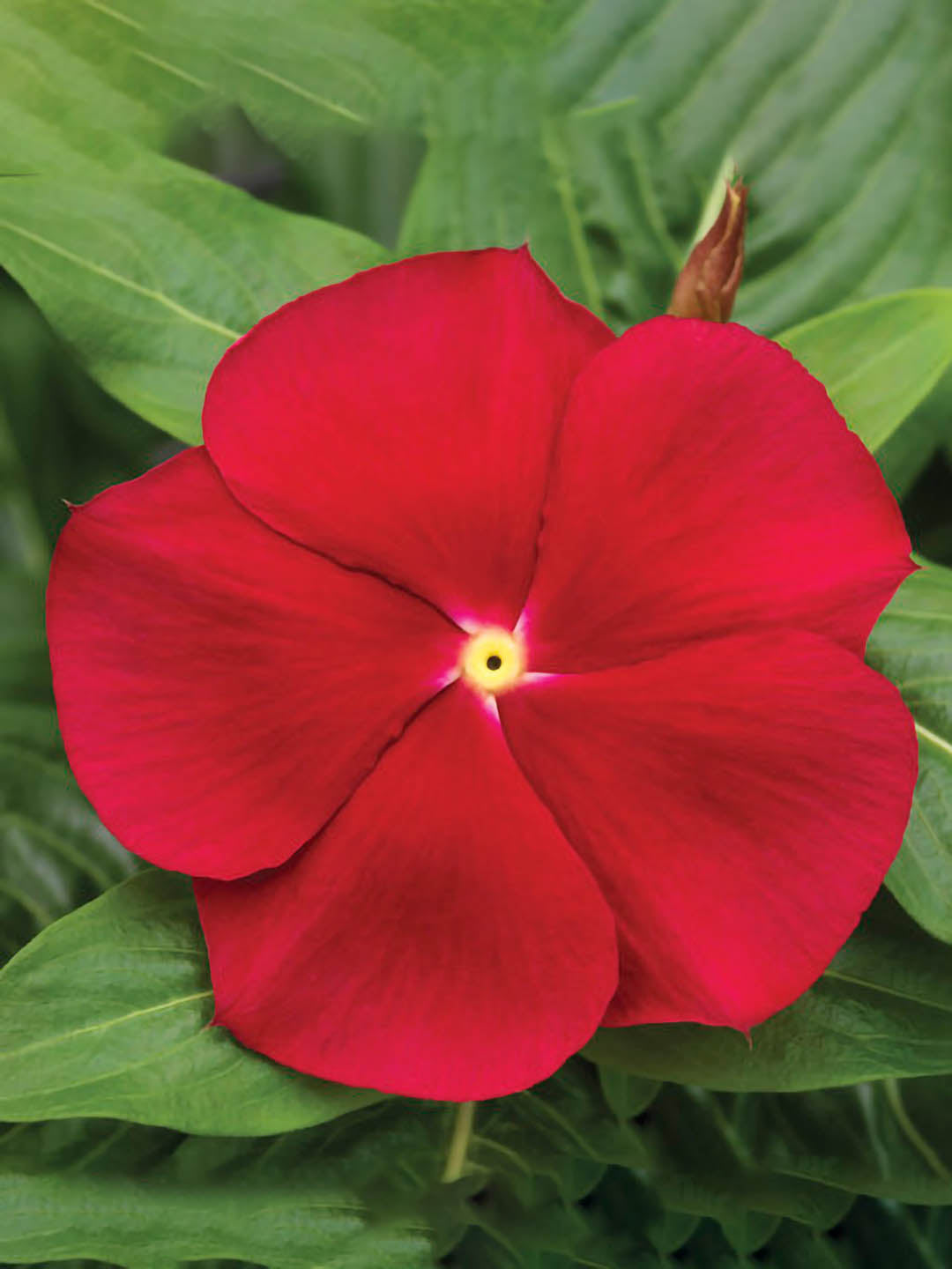 Catharanthus Roseus Red 