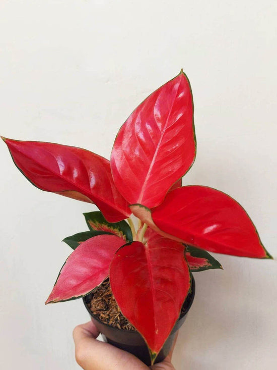 Aglaonema Suksom Jaipong Plant or Aglaonema Elegance Plant with Red coloured leaves