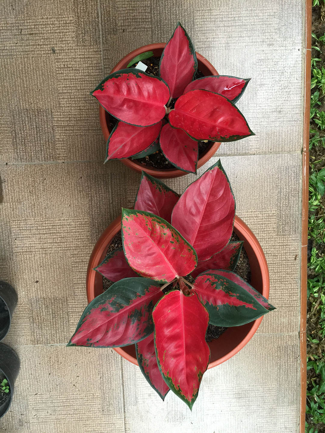 aglaonema suksom jaipong Aglaonema 'Suksom Jaipong' – Potclay
