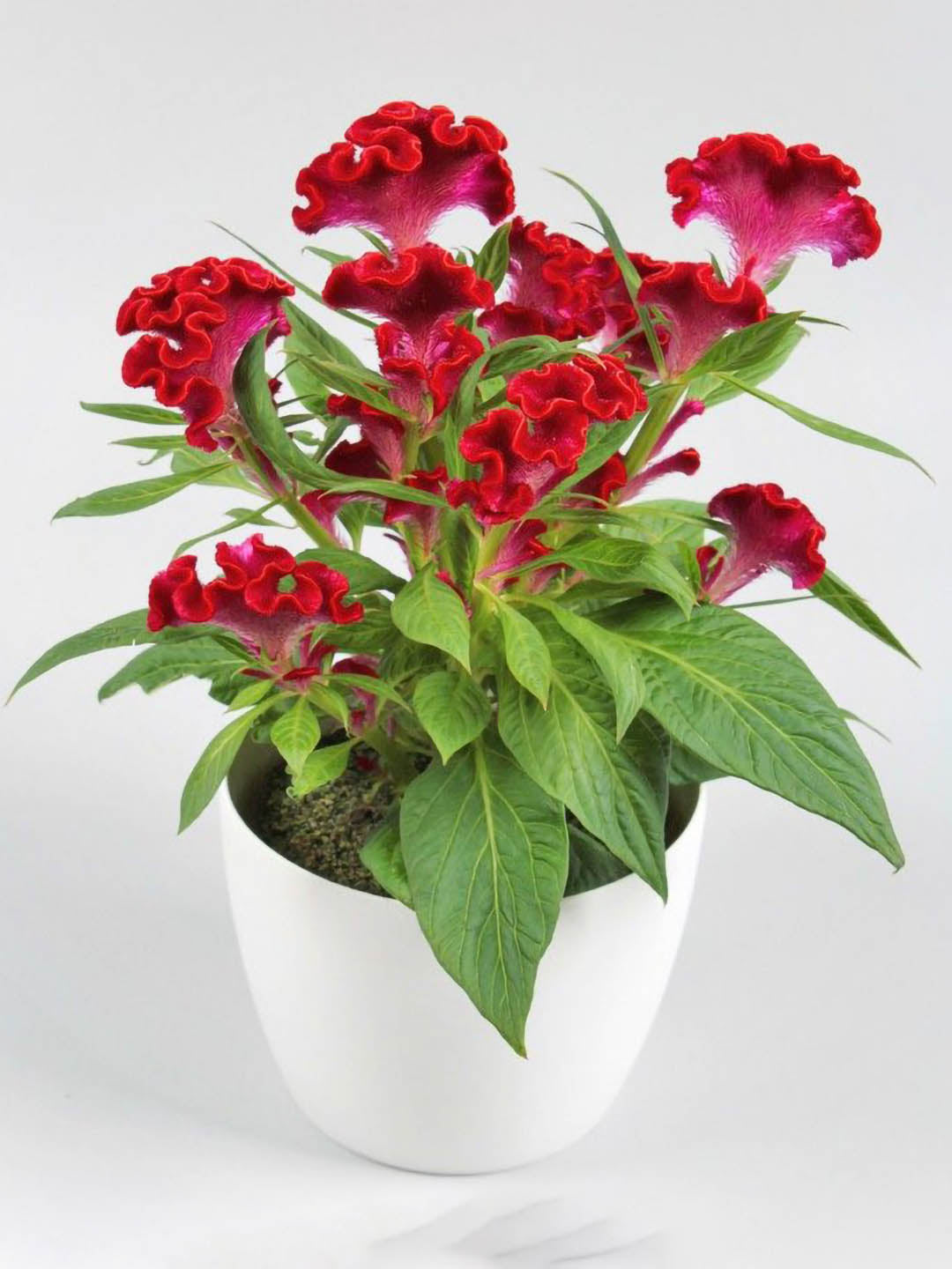 Celosia Cristata Red Plant or Silver Cock s Comb with Green coloured leaves and Red coloured flower 