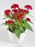 Celosia Cristata Red Plant or Silver Cock s Comb with Green coloured leaves and Red coloured flower 
