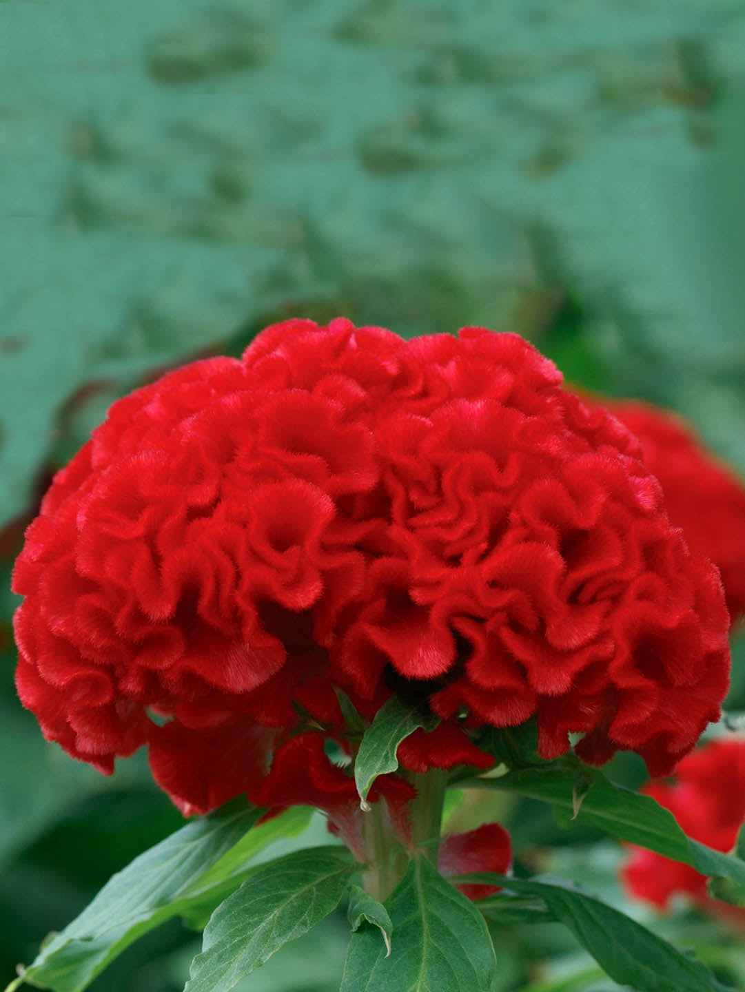 Celosia Cristata Red