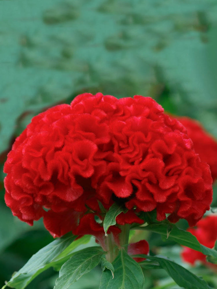 Celosia Cristata Red