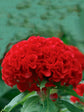 Celosia Cristata Red