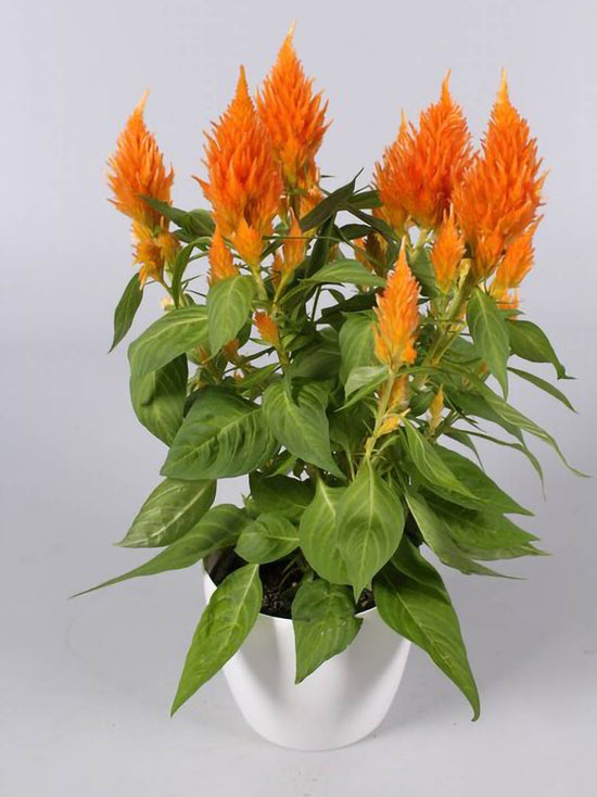 Celosia Plume Orange Plant or Silver Cock s Comb with Green coloured leaves and Orange coloured flower 