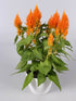 Celosia Plume Orange Plant or Silver Cock s Comb with Green coloured leaves and Orange coloured flower 