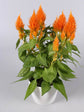 Celosia Plume Orange Plant or Silver Cock s Comb with Green coloured leaves and Orange coloured flower 