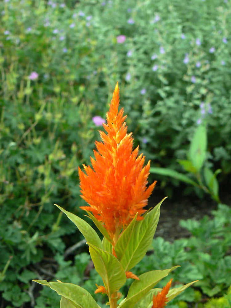 Celosia Plume Orange