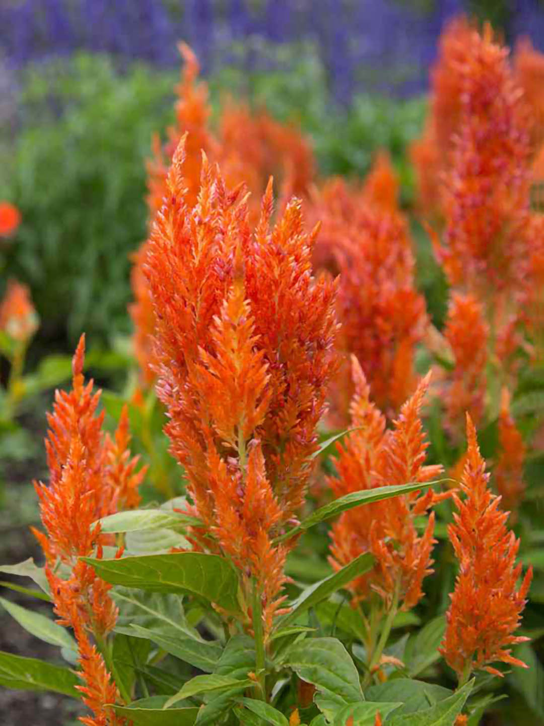 Celosia Plume Orange