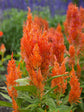 Celosia Plume Orange
