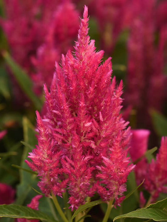Celosia Plume Pink Plant or Silver Cock s Comb with Green coloured leaves and Pink coloured flower 