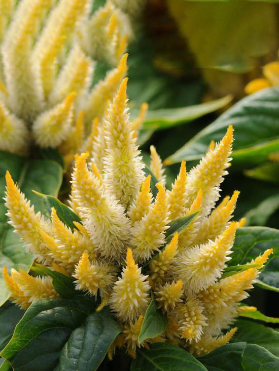 Celosia Plume Yellow Plant or Silver Cock s Comb with Green coloured leaves and Yellow coloured flower 