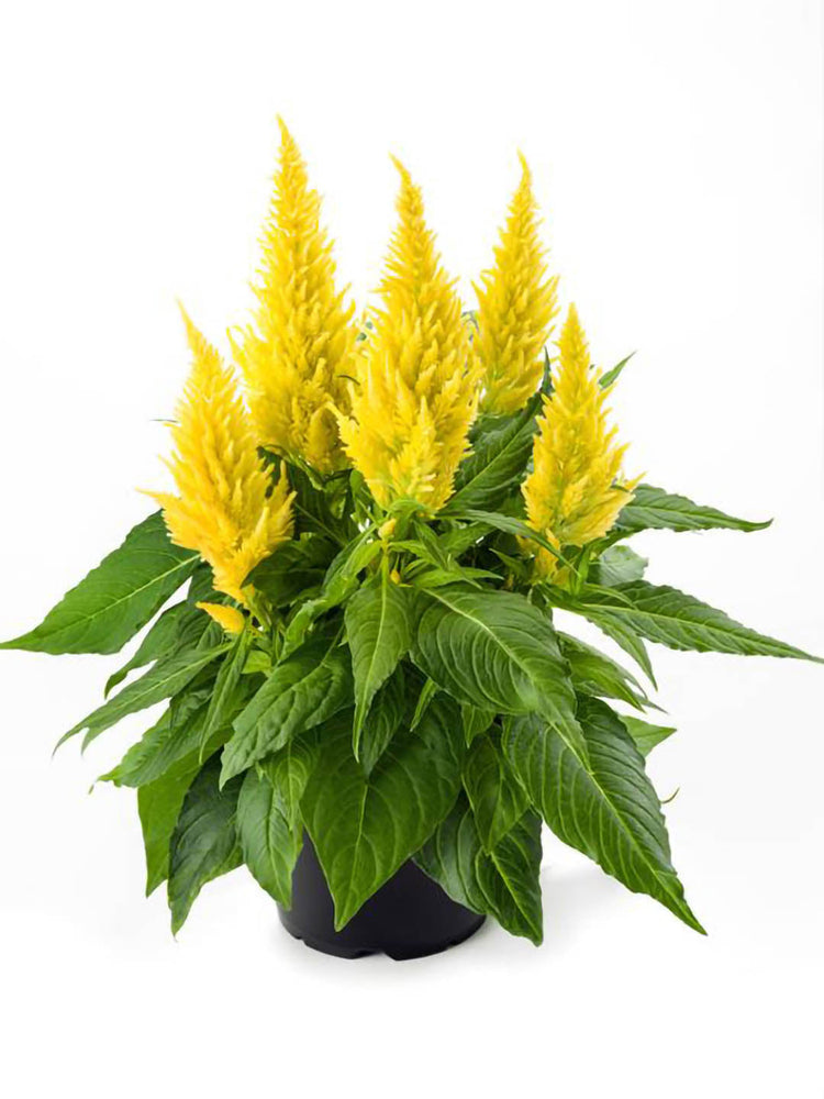 Celosia Plume Yellow