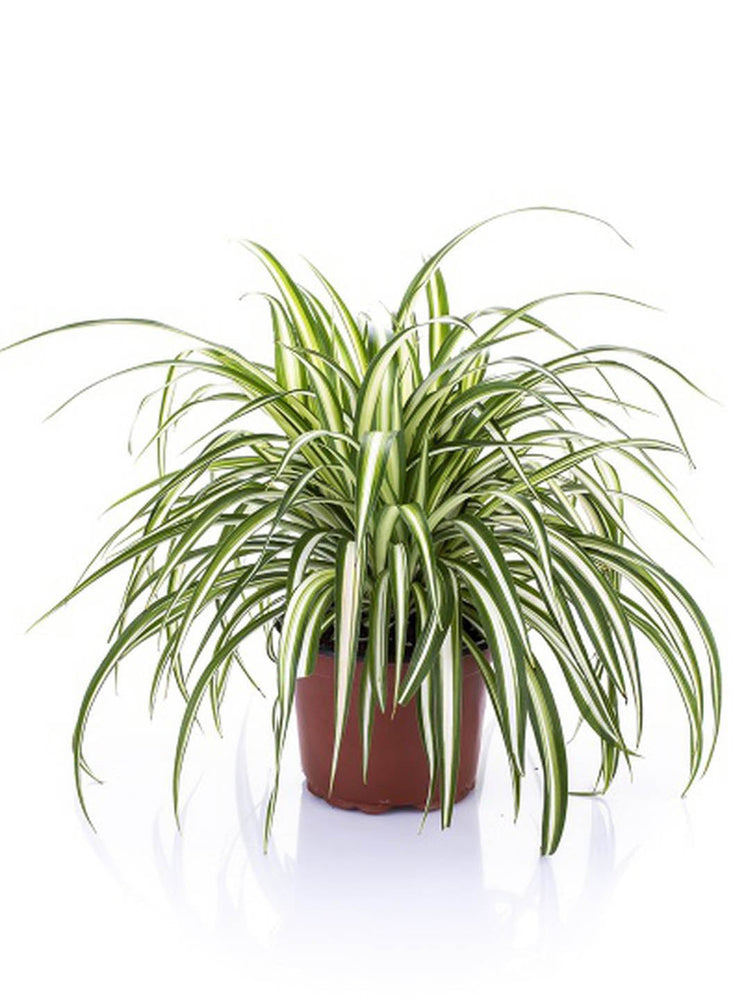 Chlorophytum Comosum Plant or Hawaiian Spider Plant with Green with Lime Green Band coloured leaves and White coloured flower 