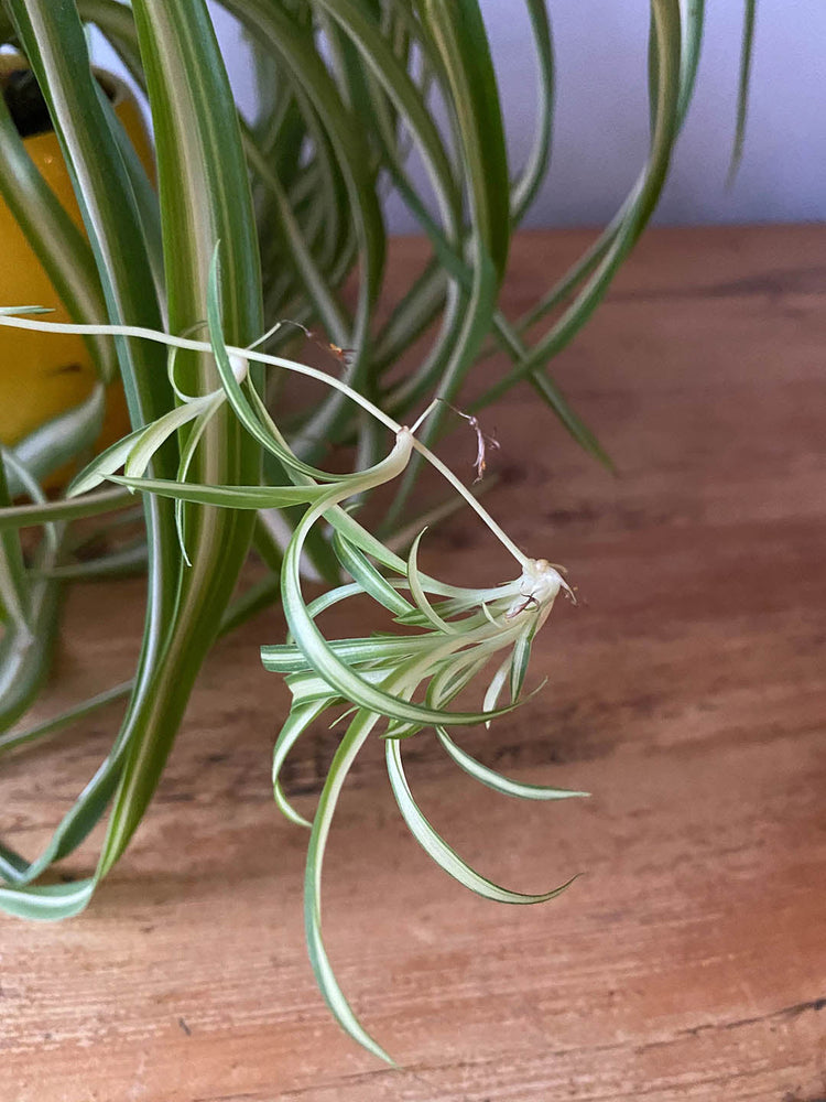 Chlorophytum Comosum