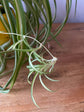 Chlorophytum Comosum