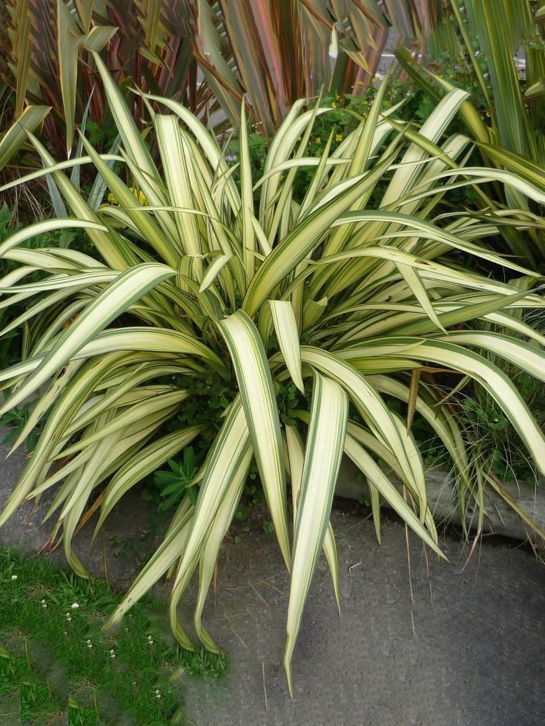 chlorophytum comosum hawaiian Hawaiian Spider Plant – Potclay