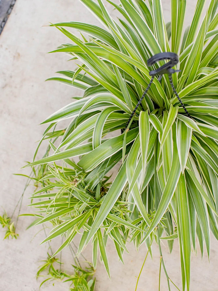 Chlorophytum Ocean Plant or Hawaiian Spider Plant with Green with White Border coloured leaves and White coloured flower 