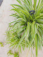 Chlorophytum Ocean Plant or Hawaiian Spider Plant with Green with White Border coloured leaves and White coloured flower 