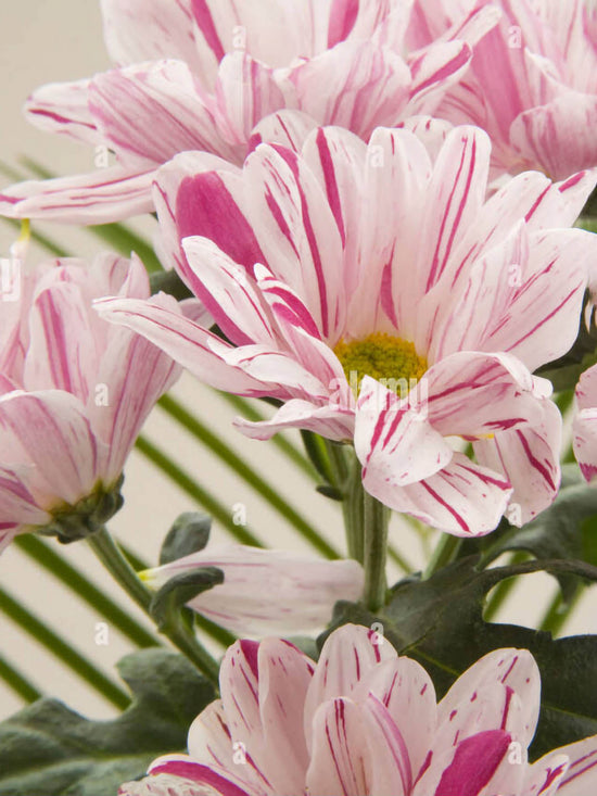 Chrysanthemum Pink Stripes Plant or Shevanti with Green coloured leaves and Pink andWhite coloured flower 