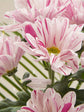 Chrysanthemum Pink Stripes Plant or Shevanti with Green coloured leaves and Pink andWhite coloured flower 