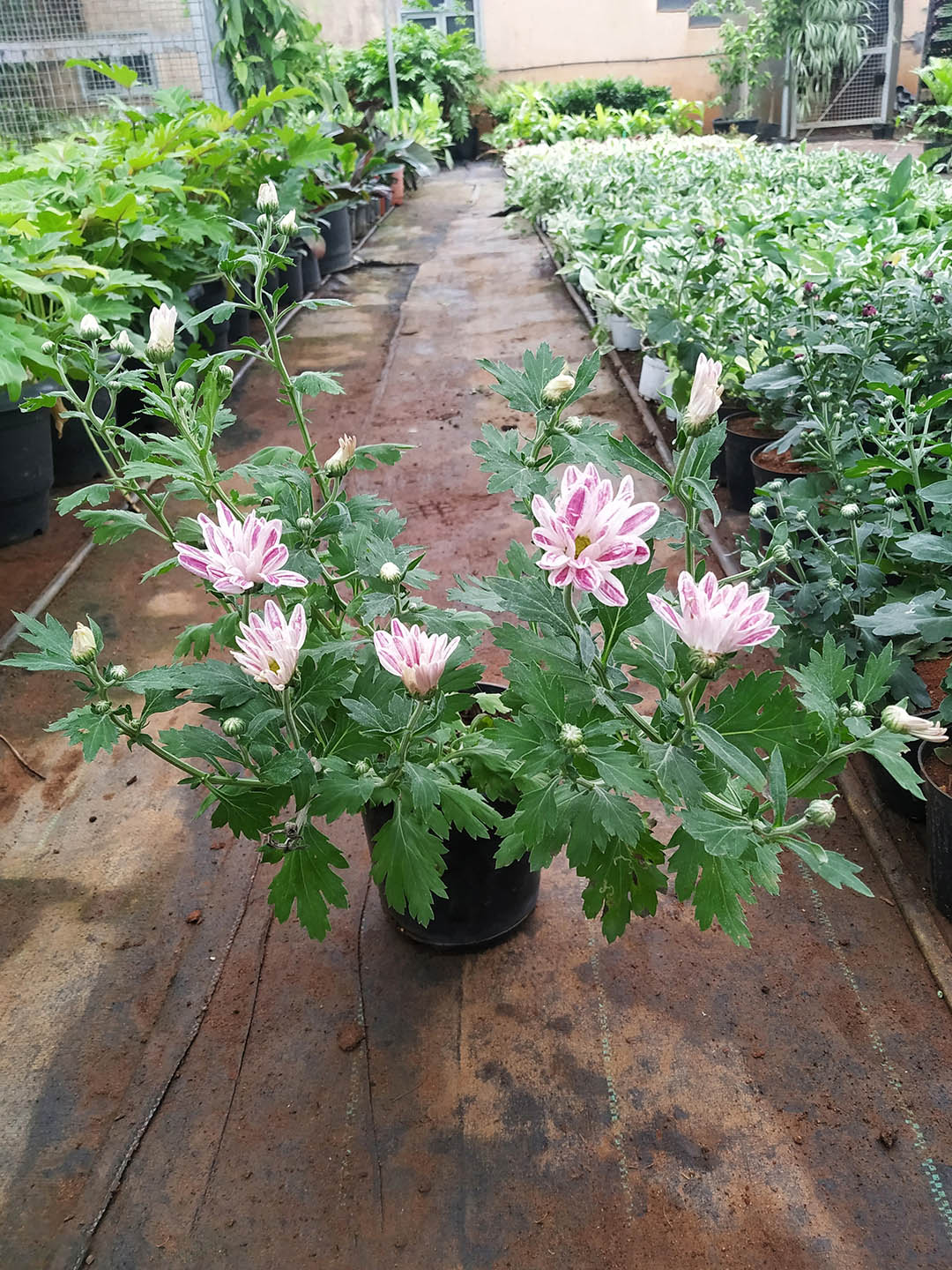 Chrysanthemum Pink Stripes 
