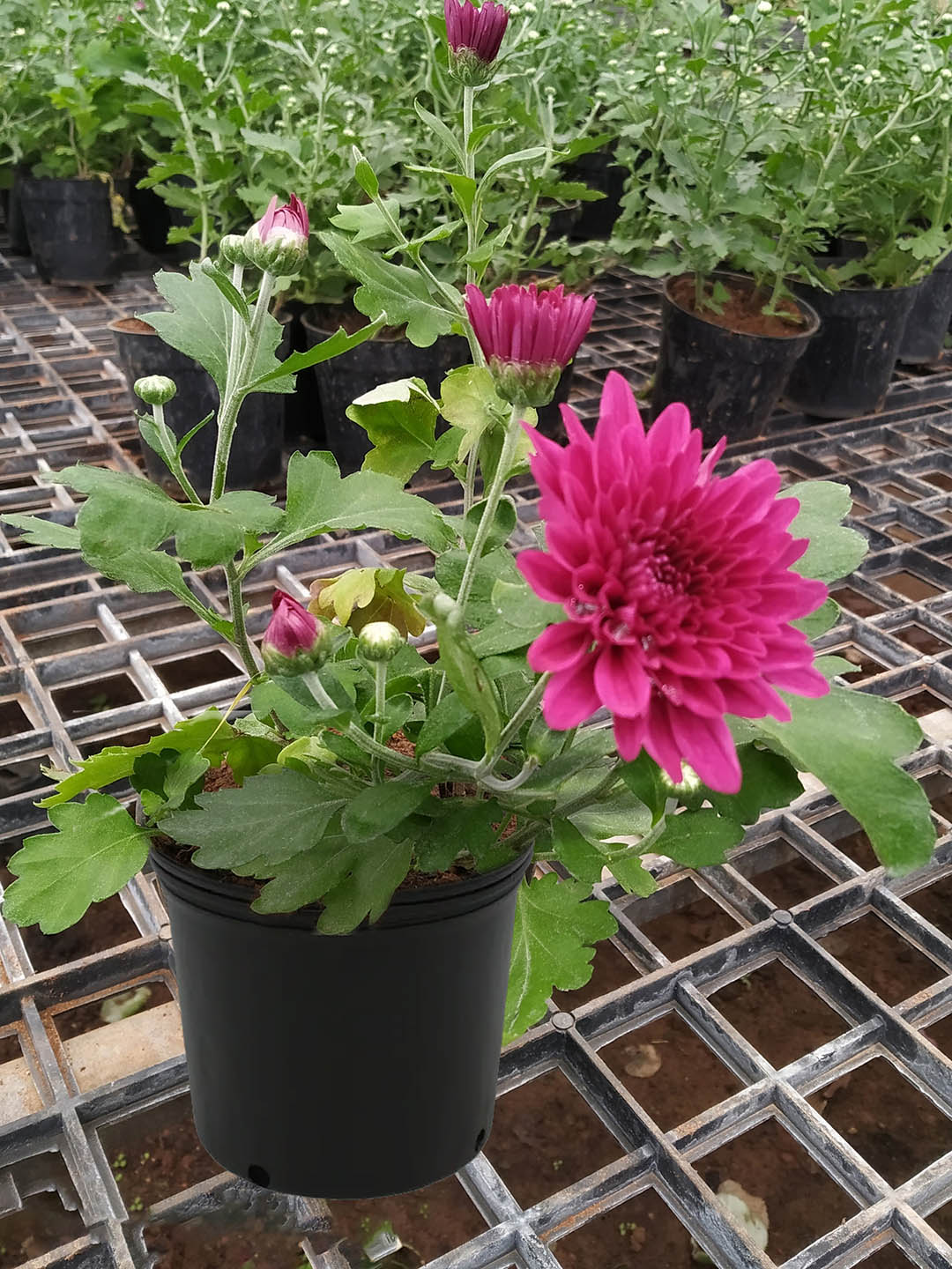Chrysanthemum Sangria Purple Plant or Shevanti with Green coloured leaves and Purple coloured flower 
