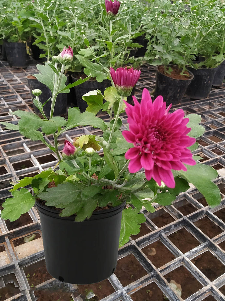 Chrysanthemum Sangria Purple Plant or Shevanti with Green coloured leaves and Purple coloured flower 