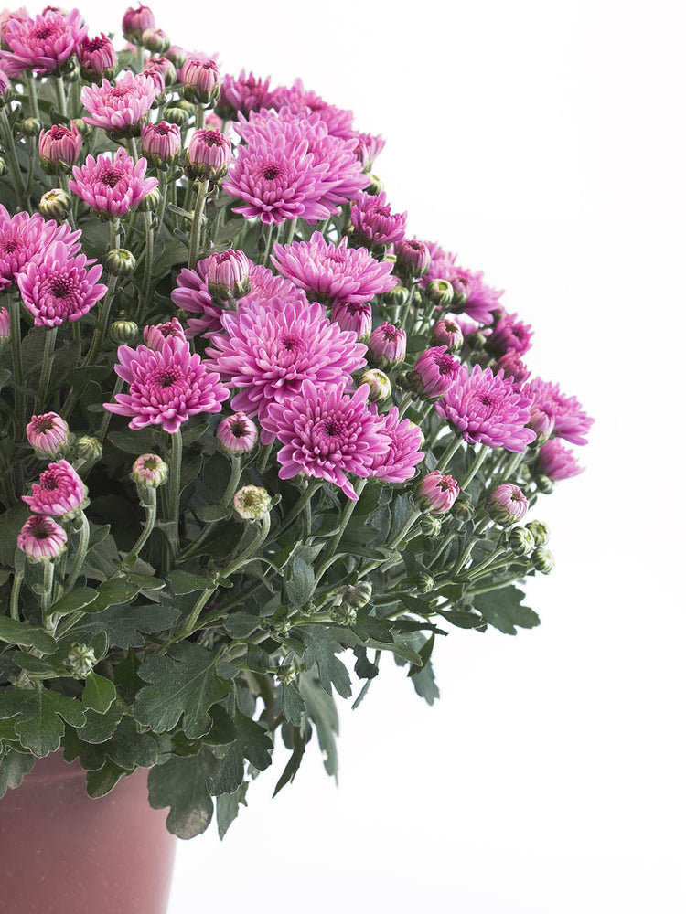 Chrysanthemum Sangria Purple 