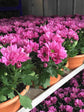 Chrysanthemum Sangria Purple 