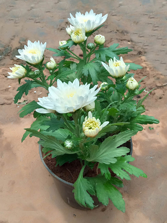 Chrysanthemum Snow White Plant or Shevanti with Green coloured leaves and White coloured flower 